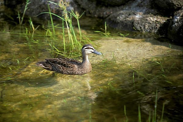 Pacific black duck