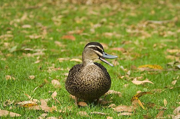 Pacific black duck