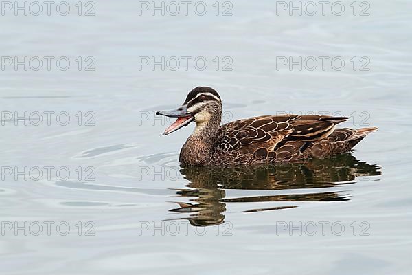 Pacific black duck