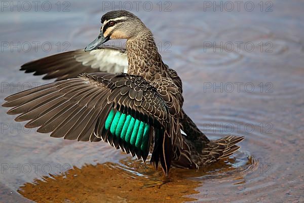 Pacific Black Duck