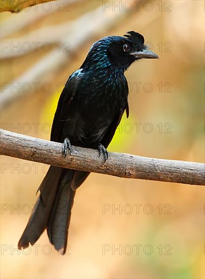 Greater Racket-tailed Drongo