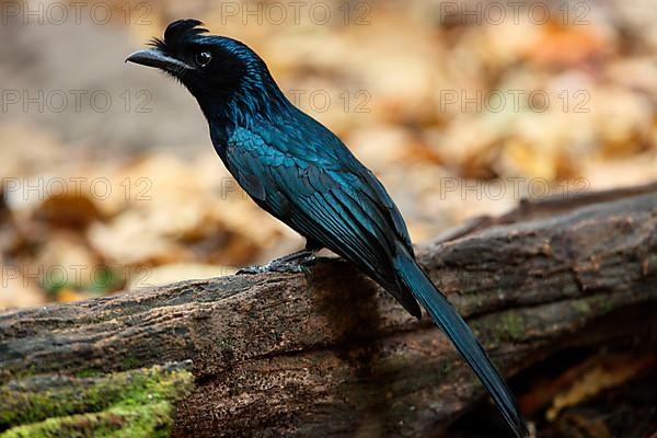 Greater Racket-tailed Drongo