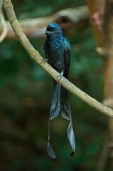 Greater Racket-tailed Drongo