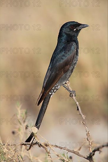 Black Drongo