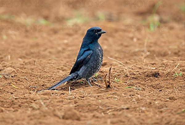 Black Drongo