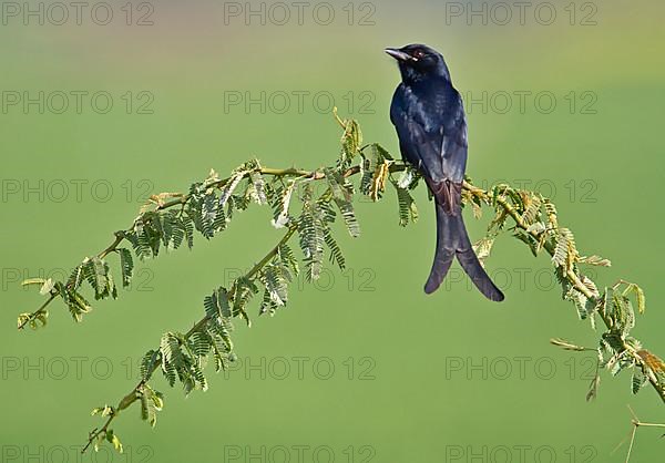 Black black drongo