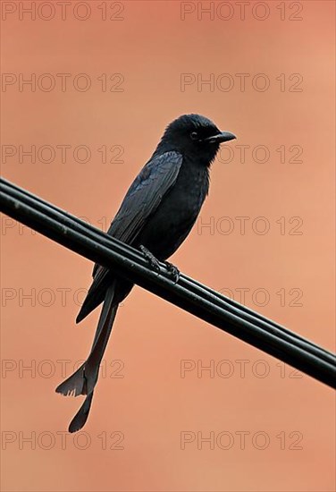 Black Drongo