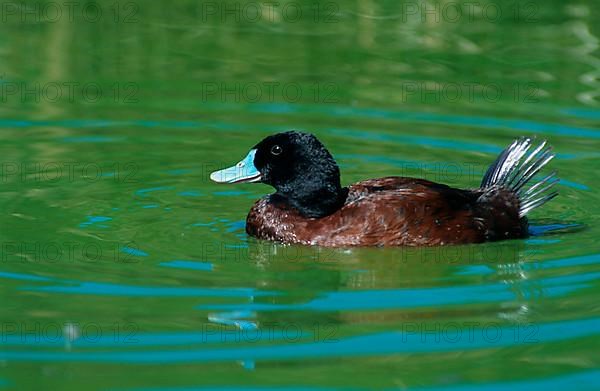 Black-chinned Duck