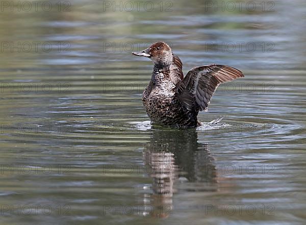 Black-chinned Duck