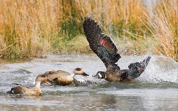 Bronze-winged Duck