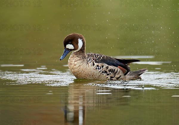 Bronze-winged Duck