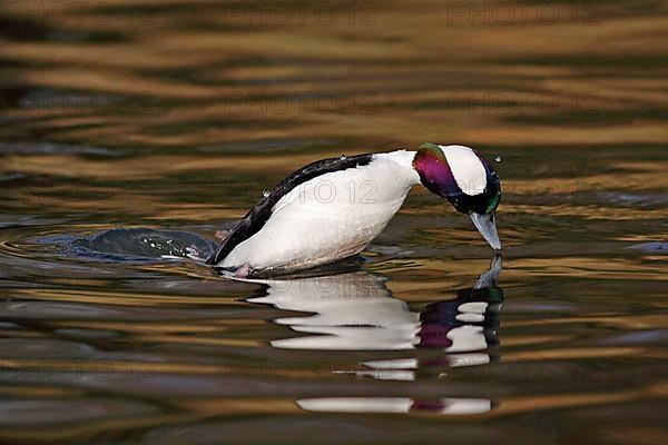 Bufflehead