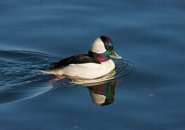 Bufflehead