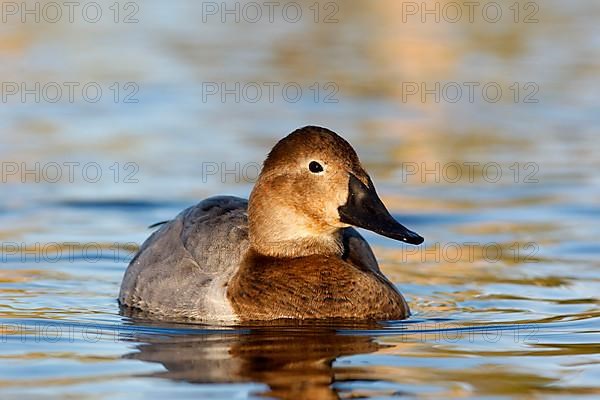 Canvasback