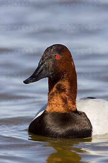 Canvasback