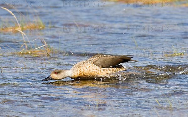 Crested Duck