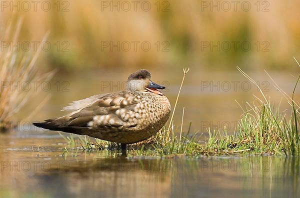 Crested Duck