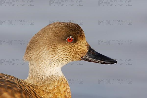 Crested duck