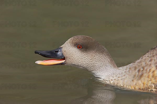 Crested duck