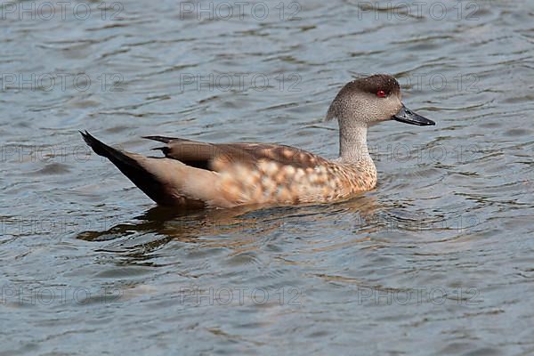 Crested duck