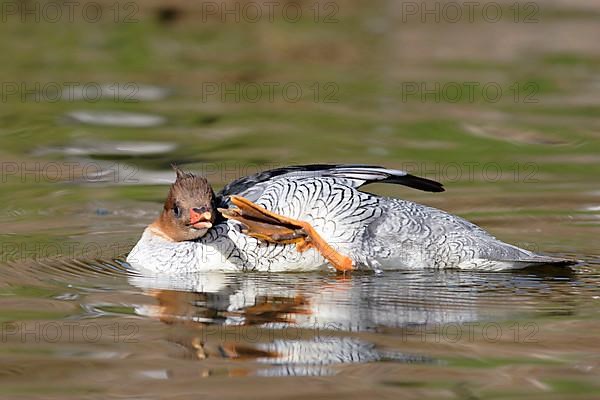 Scaly-sided merganser