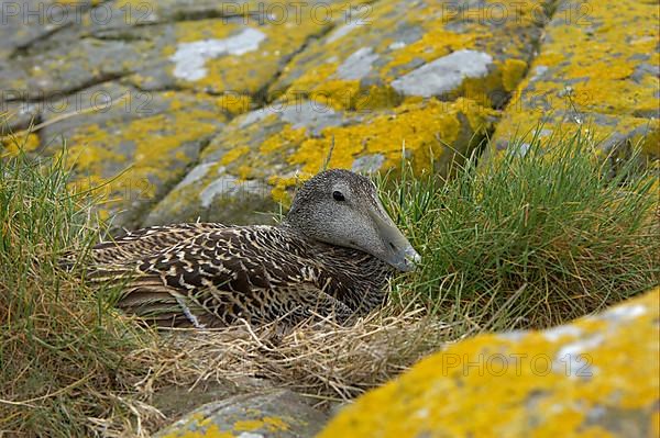 Common Eider