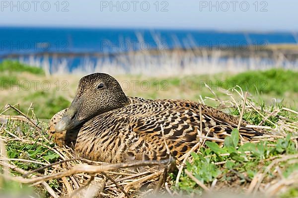 Common Eider