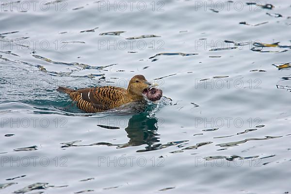 Common eider