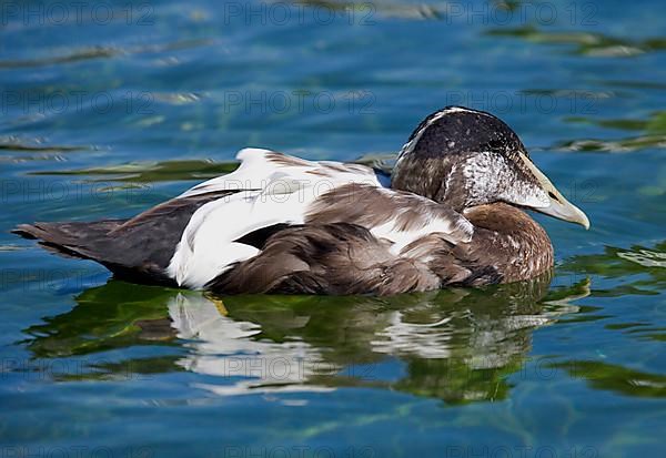 Common Eider