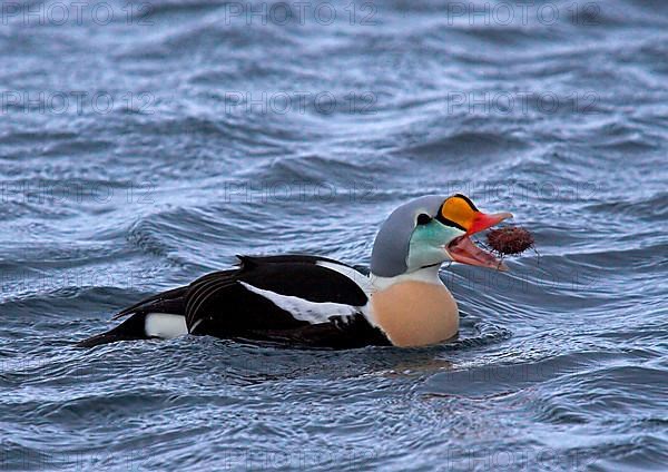 King Eider adult male