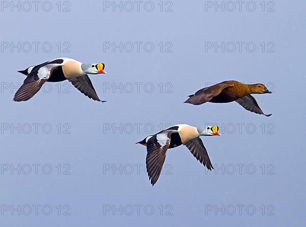 King Eider adult males and female