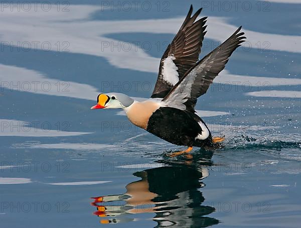 King Eider adult male