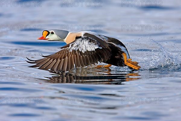 King Eider adult male