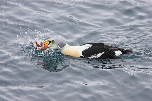 King Eider adult male