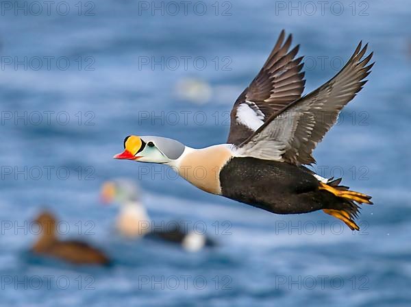 King Eider