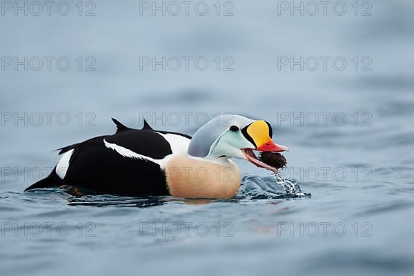 King Eider