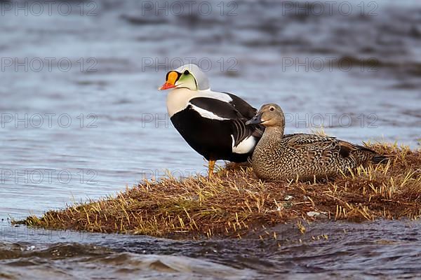 King Eider