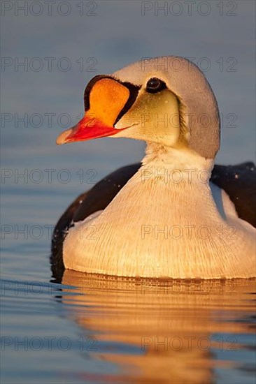 King Eider