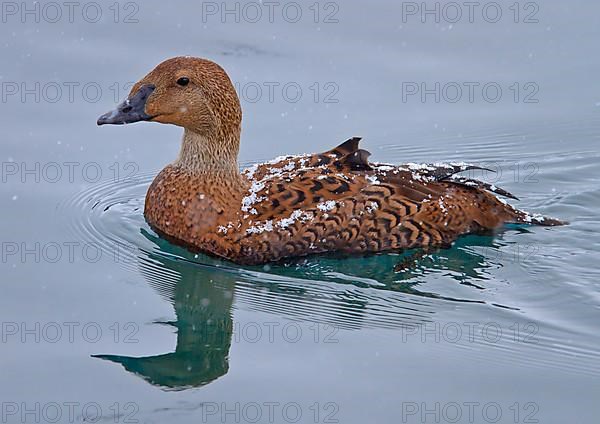 King Eider