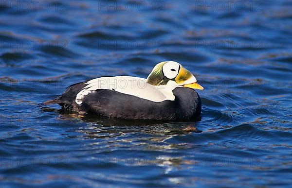 Spectacled eider