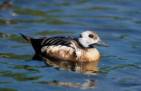 Steller's Eider