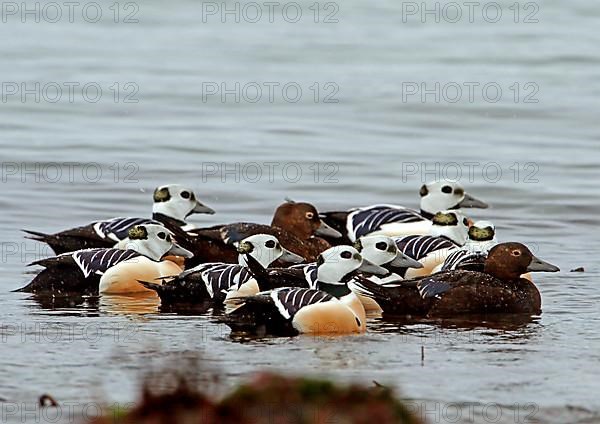 Steller's steller's eider