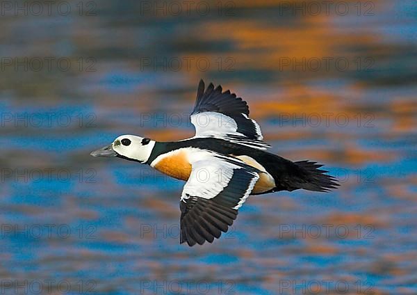 Steller's steller's eider