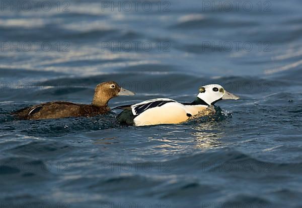 Steller's eider