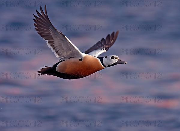 Steller's steller's eider