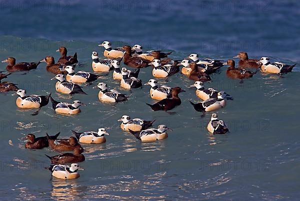 Steller's steller's eider