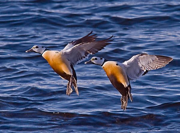 Steller's steller's eider