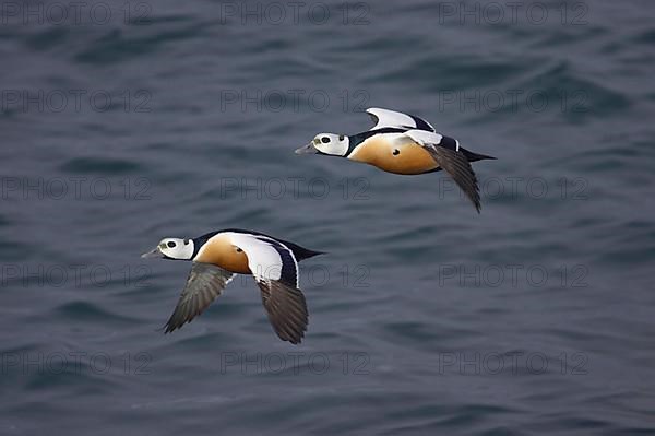 Steller's steller's eider