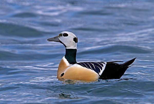 Steller's steller's eider