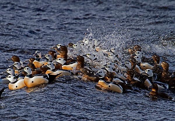 Steller's steller's eider